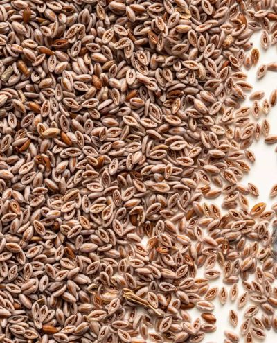 Psyllium seed (200g sample)