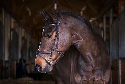 PS Jump Off Bridle PS Jump Off Bridle
